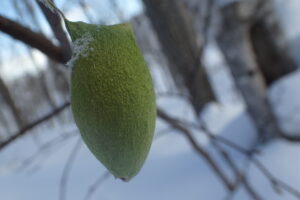 ウスタビガの繭