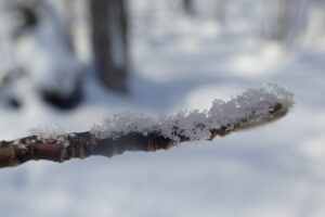 キタコブシの冬芽