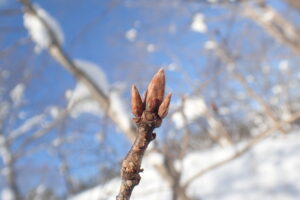ミズナラの冬芽