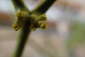 ヤドリギの黄緑色の花