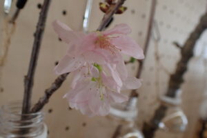 エゾヤマザクラのピンクの花