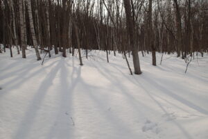 雪が積もった森の中