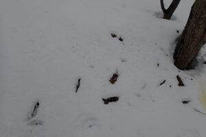 樹皮の散らばる雪の上