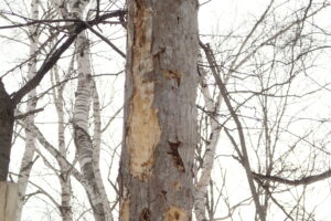 キツツキに突かれて樹皮の禿げた木