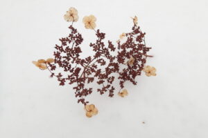 ツルアジサイの飾り花