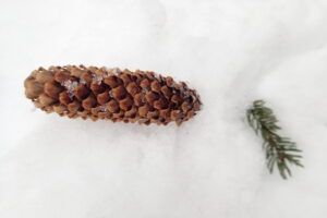 アカエゾマツの球果