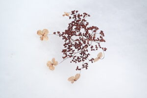 ツルアジサイの装飾花