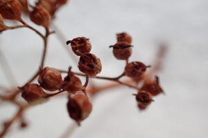 ツルアジサイの果実