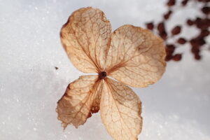 ツルアジサイの装飾花