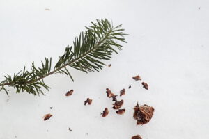 トドマツの球果