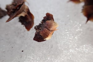 トドマツの種子と果鱗