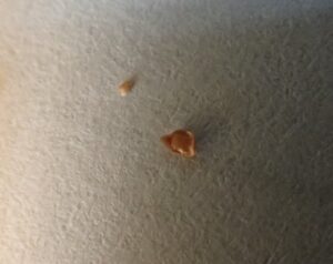 ツルアジサイの種子