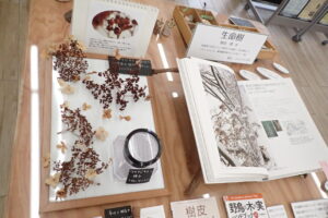 「生命樹」ツルアジサイのページ