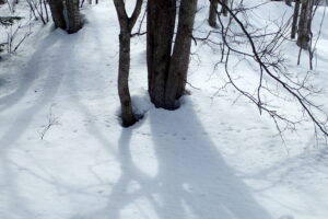 木の根の周りの雪が融けている