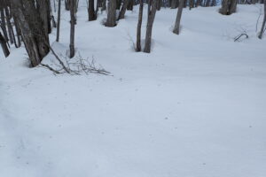 ユスリカの仲間が群れで飛んでいる