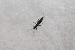 セッケイカワゲラ