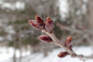 エゾヤマザクラの冬芽
