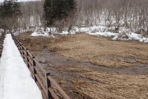 雪解け直後の湿原の様子