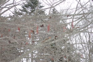 ケヤマハンノキの花