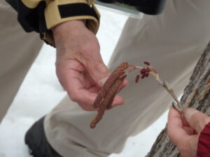 ケヤマハンノキ花