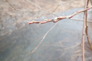 オノエヤナギの絹毛に包まれた冬芽