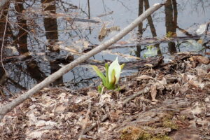 ミズバショウの白い仏炎苞