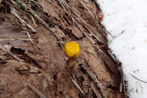 フクジュソウの黄色い花