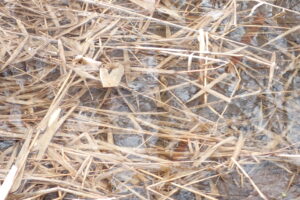 エゾアカガエル