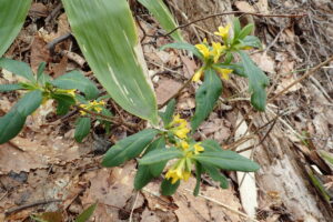 ナニワズの黄色い花