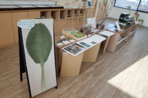 ミズバショウの展示