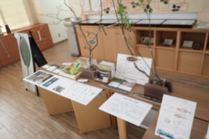 ミズバショウの展示