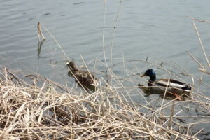 池で泳いでいるマガモのつがい