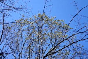 花が咲いているエゾヤナギ