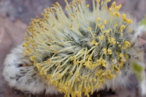 エゾヤナギの花