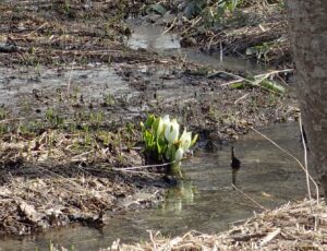 湿原のミズバショウ