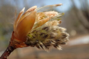 ハルニレの花芽