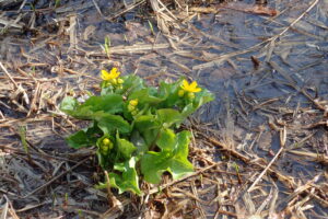 水辺に咲くエゾノリュウキンカ