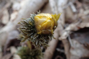 フクジュソウの蕾