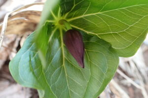 エンレイソウの蕾