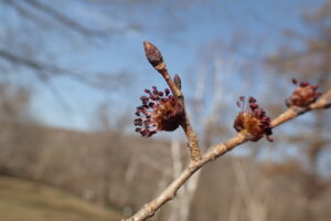 ハルニレの紫がかった花