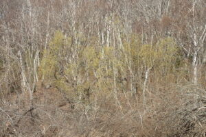 エゾヤナギが黄色い花を咲かせています。