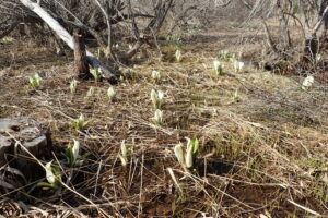 見頃を迎えたミズバショウがたくさん咲いている
