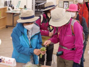 フキノトウの雌花と雄花の見分け方を教わる参加者