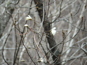 キタコブシの花芽がほころび始めている