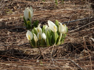 ミズバショウの咲く湿原