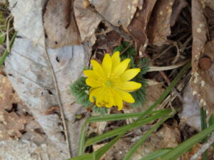 フクジュソウの黄色い花