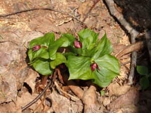エンレイソウの花と蕾
