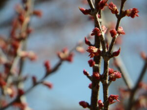 カツラの赤っぽい花芽と葉芽