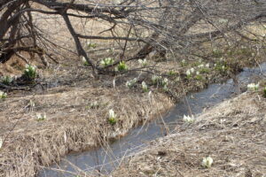 ミズバショウの咲く湿原