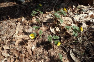 森のなかに咲くフクジュソウの黄色い花